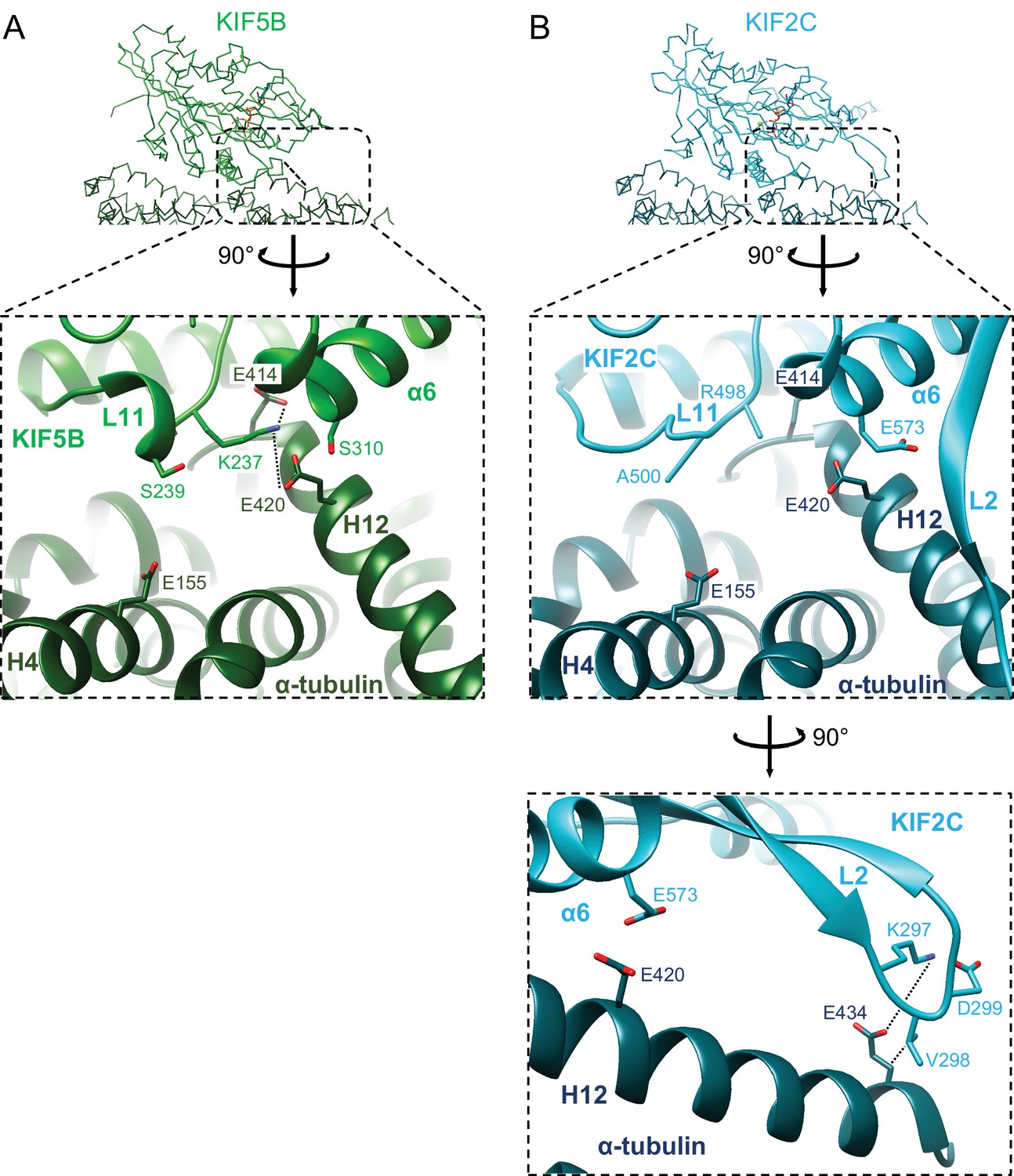 Figures And Data In Structural Model Of Microtubule Dynamics Inhibition ...