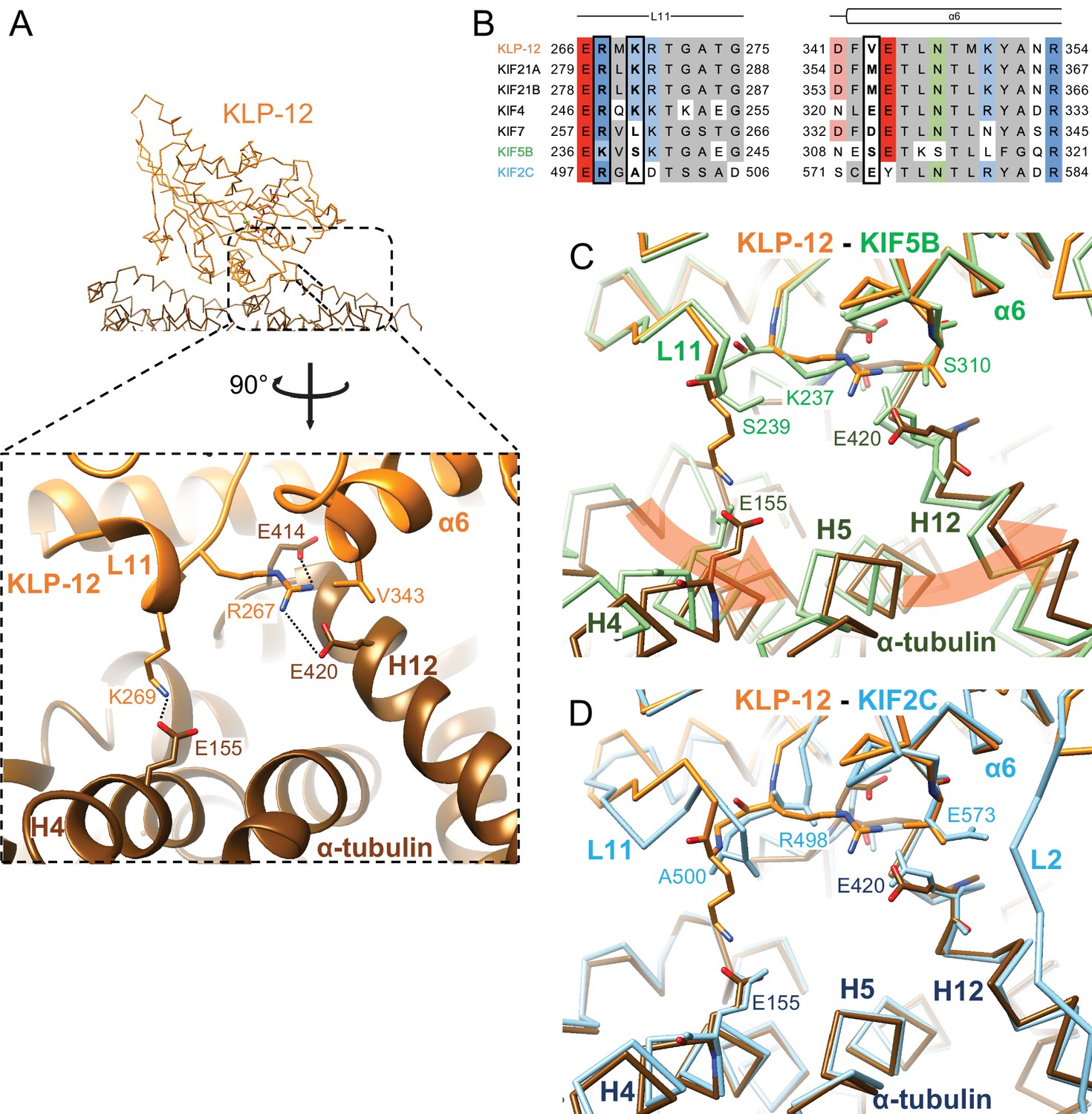 Structural Model Of Microtubule Dynamics Inhibition By Kinesin-4 From ...