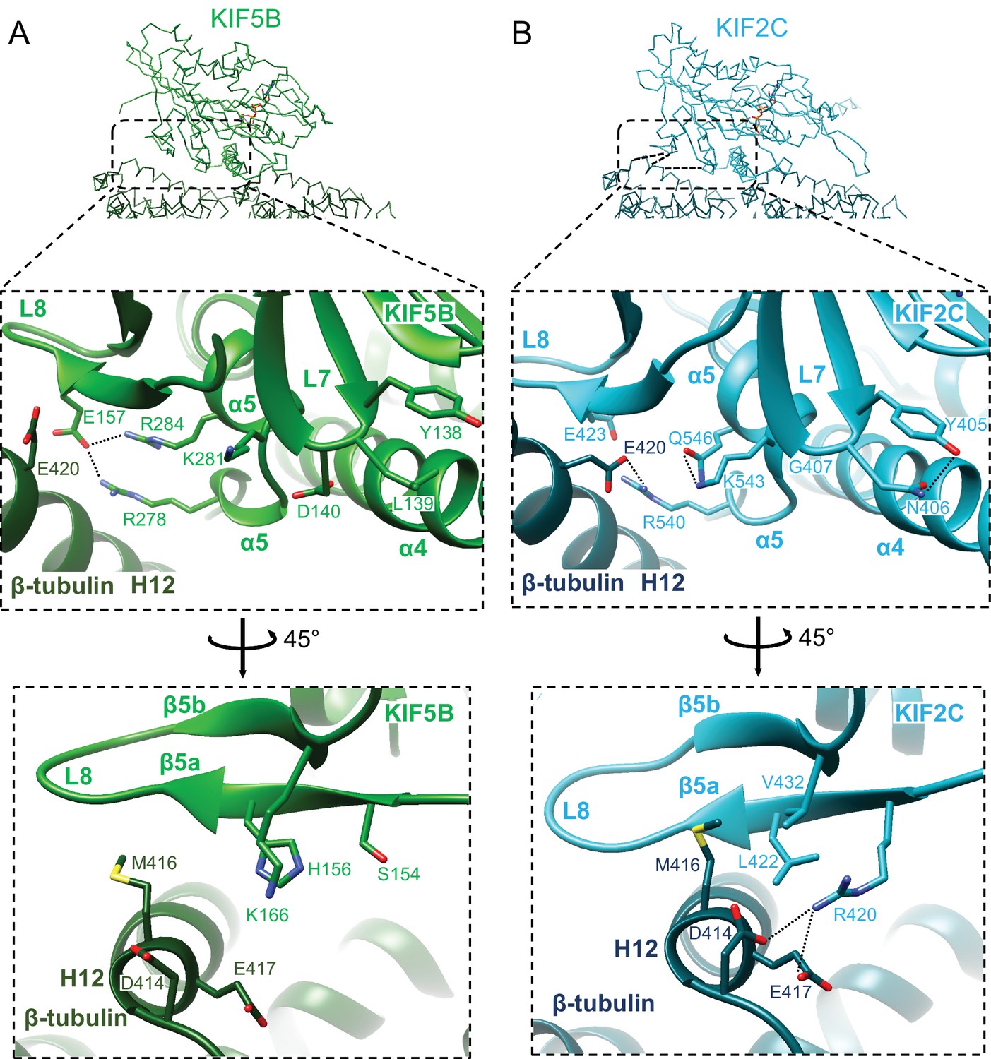 Figures And Data In Structural Model Of Microtubule Dynamics Inhibition ...