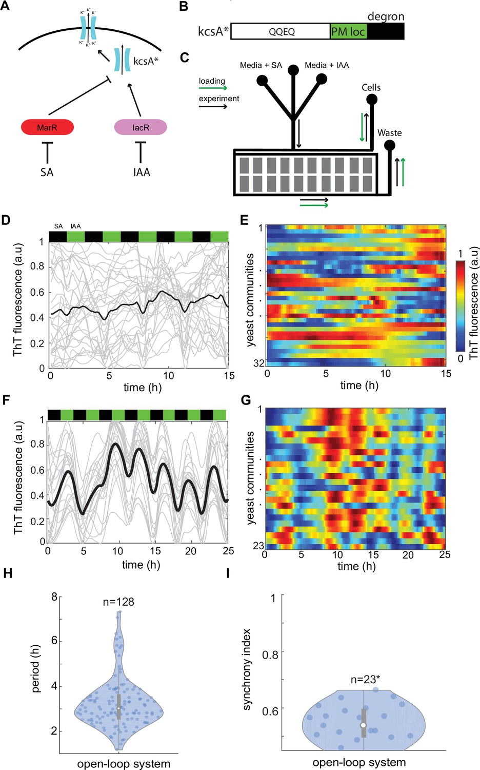 Macroscopic Control Of Cell Electrophysiology Through Ion Channel ...