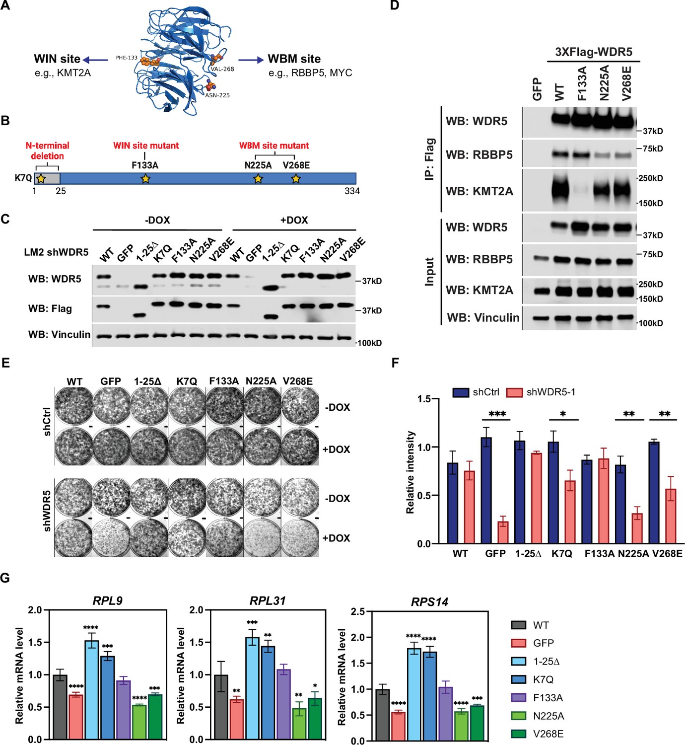 Human WDR5 promotes breast cancer growth and metastasis via KMT2 ...