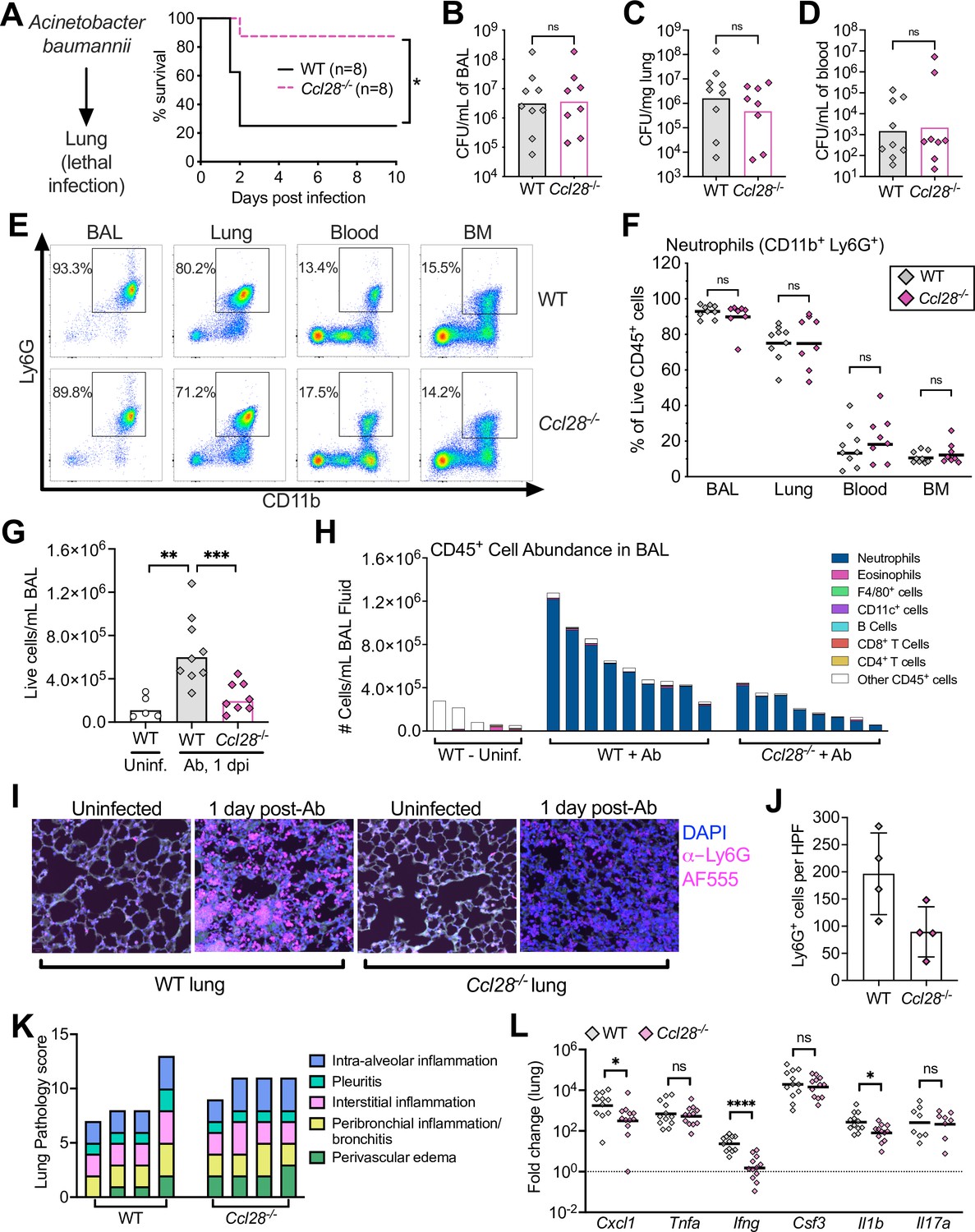 CCL28 modulates neutrophil responses during infection with mucosal  pathogens | eLife