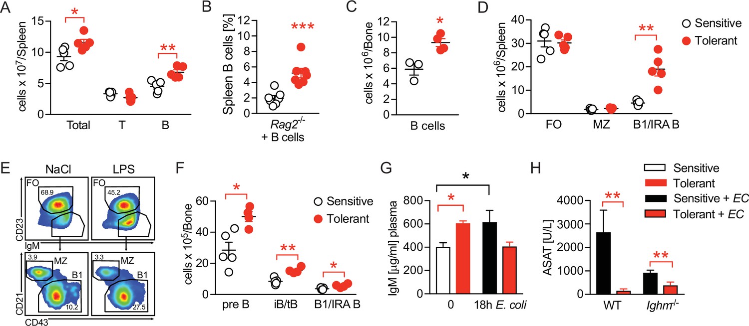 A Neutrophil–B-cell Axis Impacts Tissue Damage Control In A Mouse Model ...