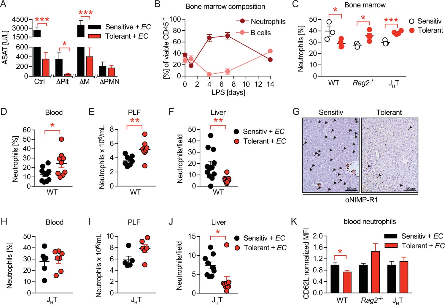 A Neutrophil–B-cell Axis Impacts Tissue Damage Control In A Mouse Model ...