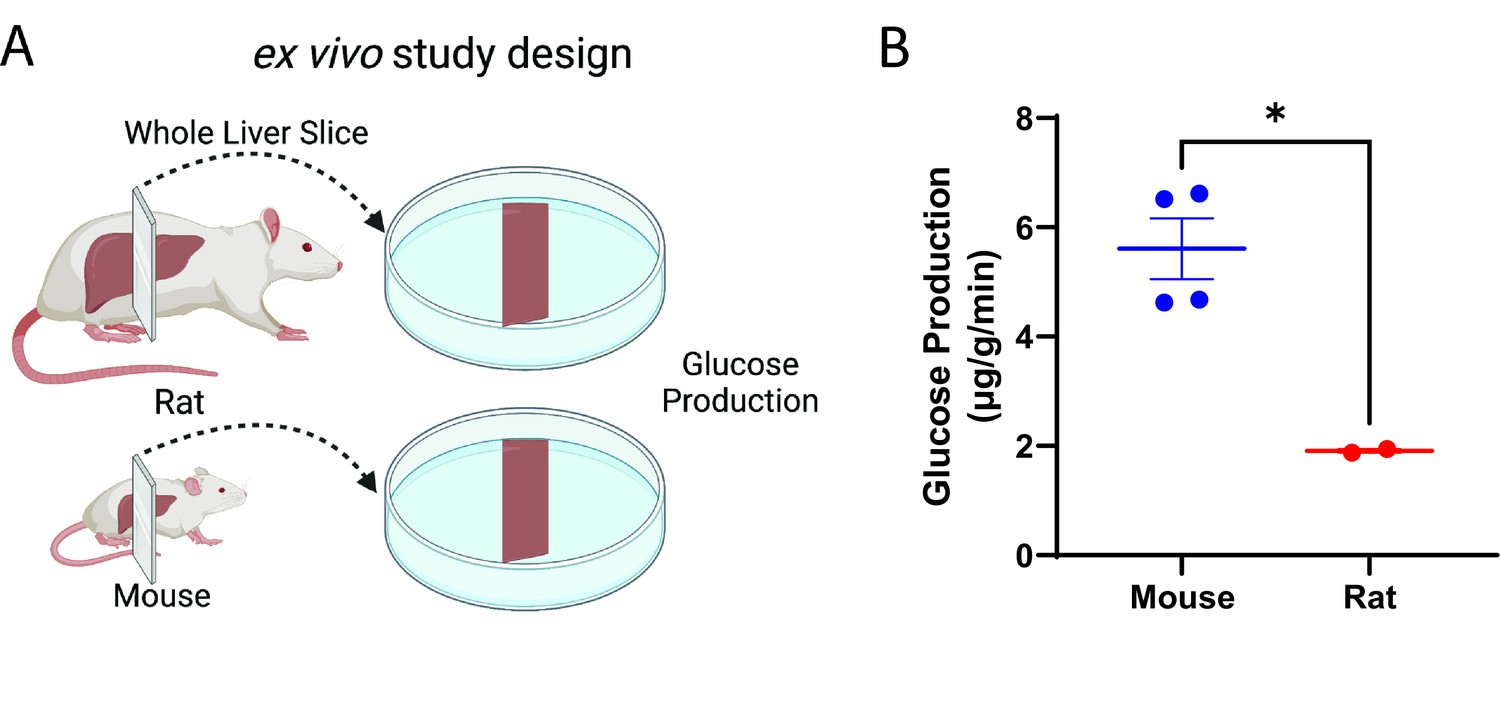 Gene And Protein Expression And Metabolic Flux Analysis Reveals