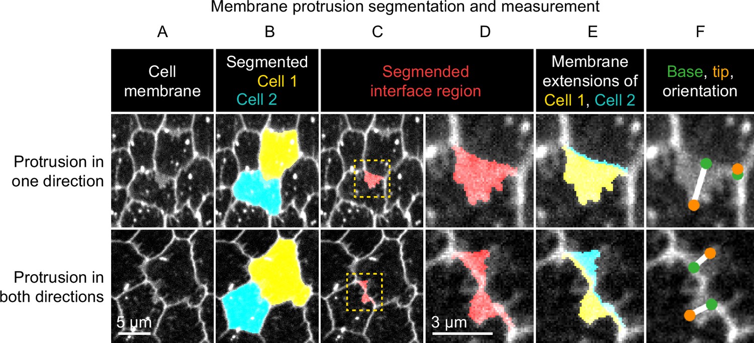 Fat Polarizes The Wave Complex In Trans To Align Cell Protrusions For