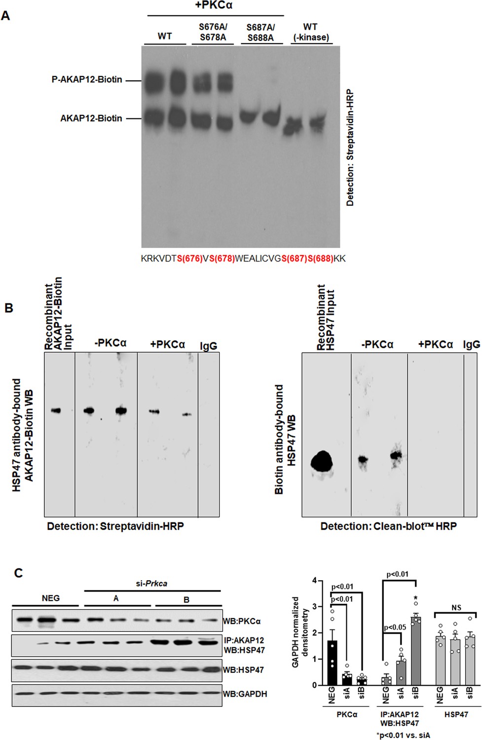 Targeting A-kinase anchoring protein 12 phosphorylation in hepatic 