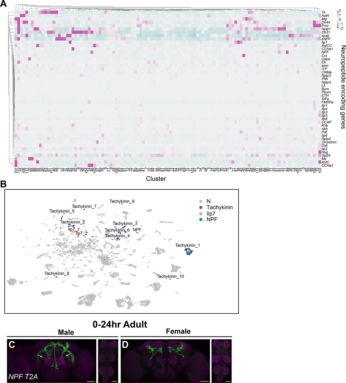 Single cell transcriptome profiles of Drosophila fruitless