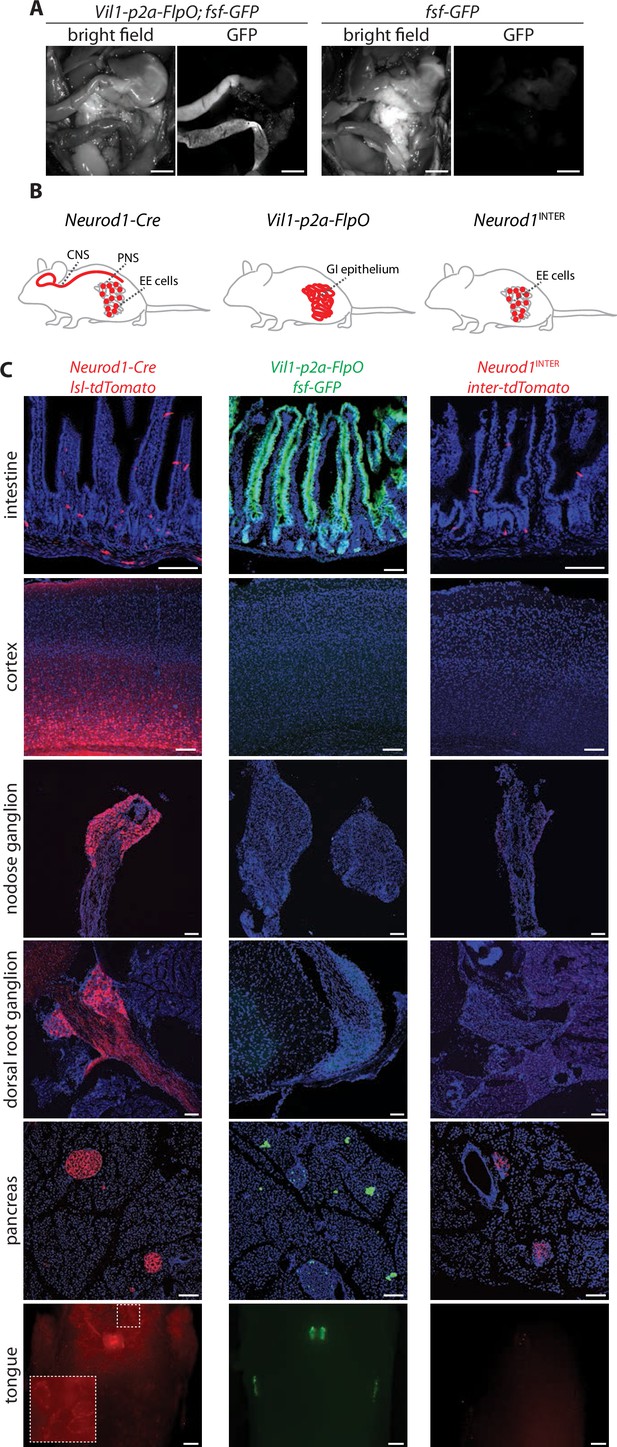 Enteroendocrine Cell Lineages That Differentially Control Feeding And