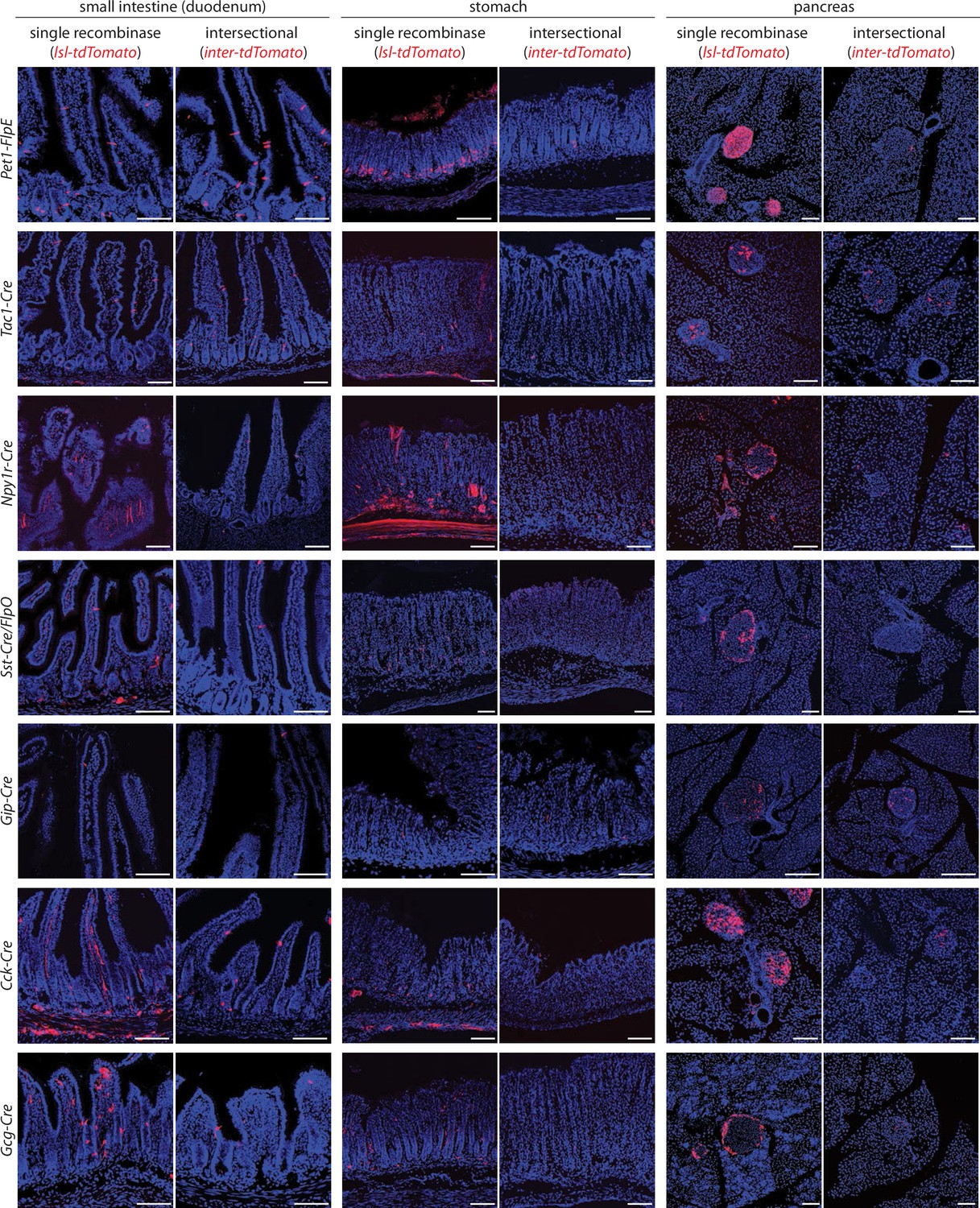 Figures And Data In Enteroendocrine Cell Lineages That Differentially