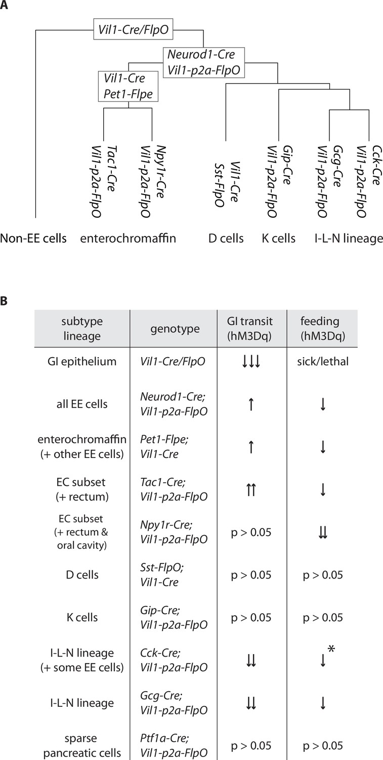 figures-and-data-in-enteroendocrine-cell-lineages-that-differentially