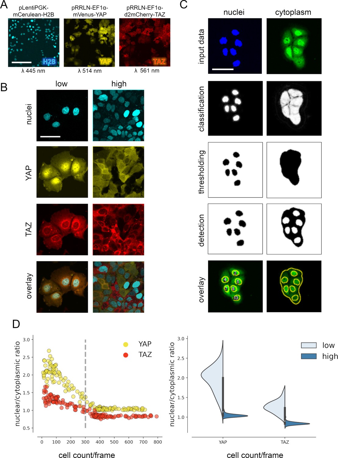 Spatial Modeling Reveals Nuclear Phosphorylation And Subcellular