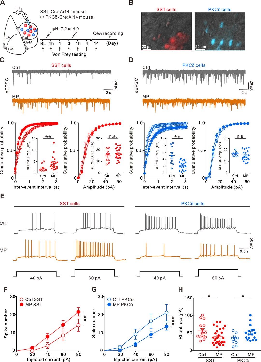 Cellular mechanisms underlying central sensitization in a mouse model ...