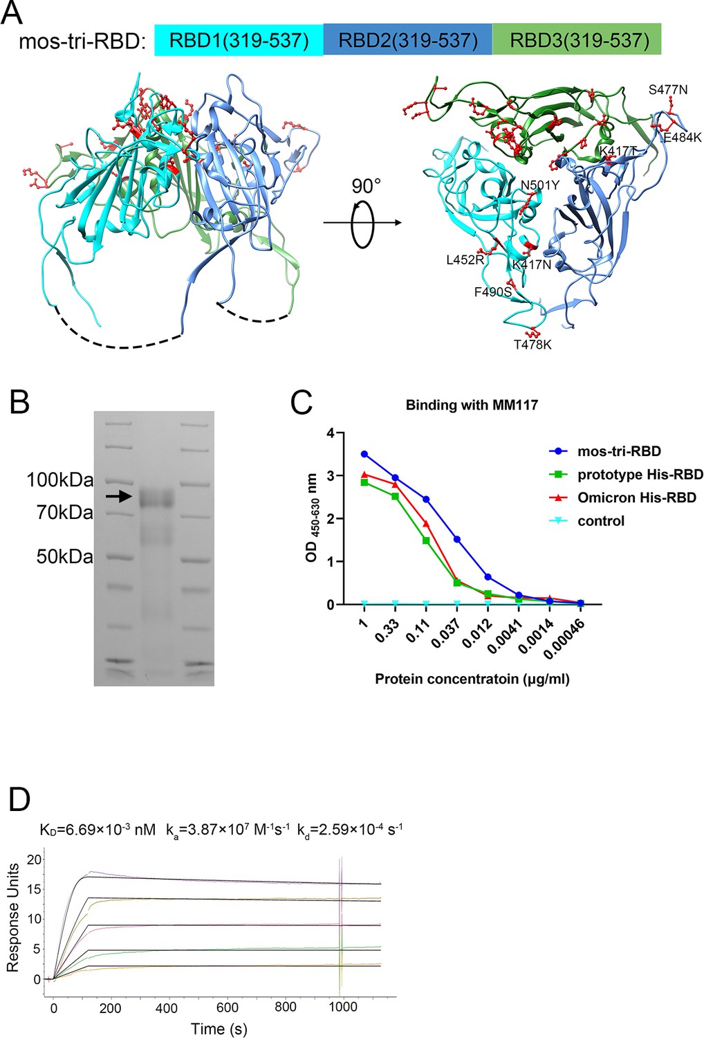 A mosaic-type trimeric RBD-based COVID-19 vaccine candidate