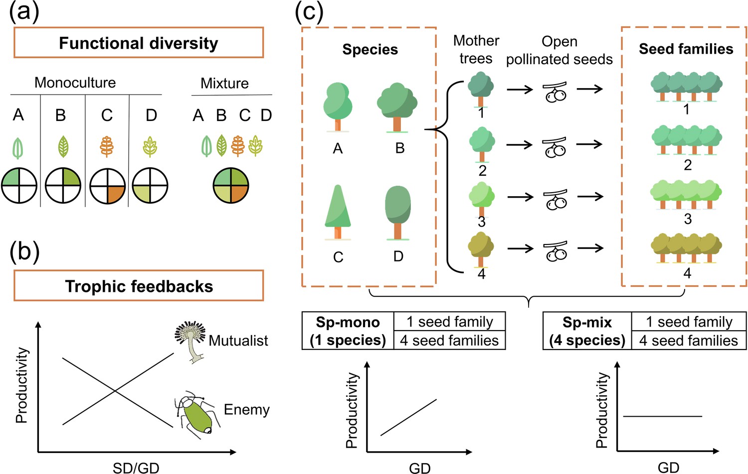 Tree Species And Genetic Diversity Increase Productivity Via Functional ...