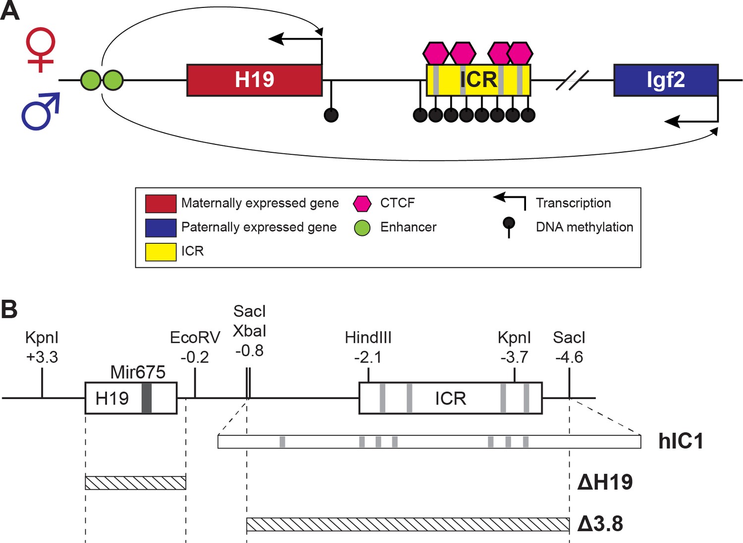 dysregulated-h19-igf2-expression-disrupts-cardiac-placental-axis-during