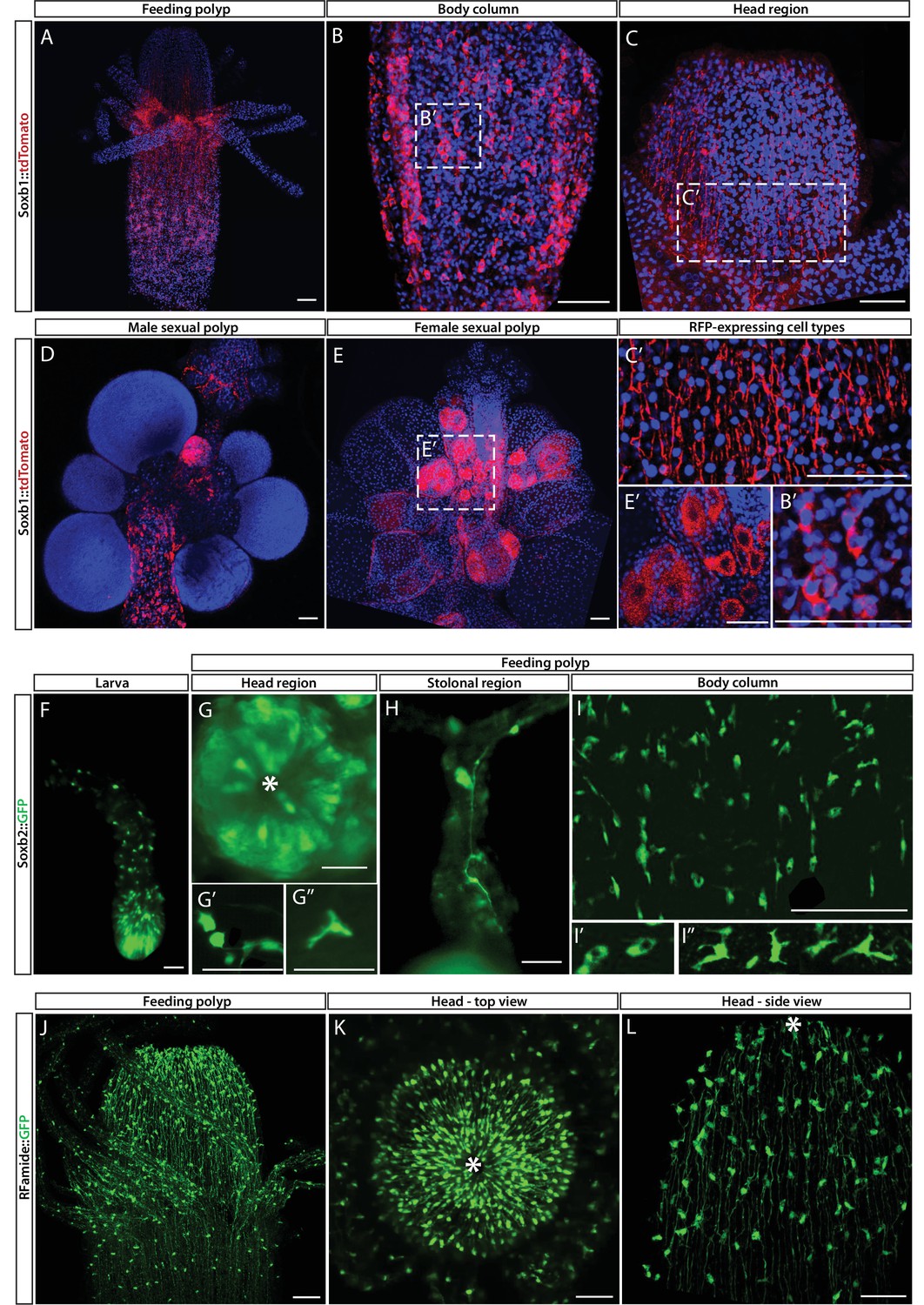 A cellular and molecular analysis of SoxB-driven neurogenesis in a ...