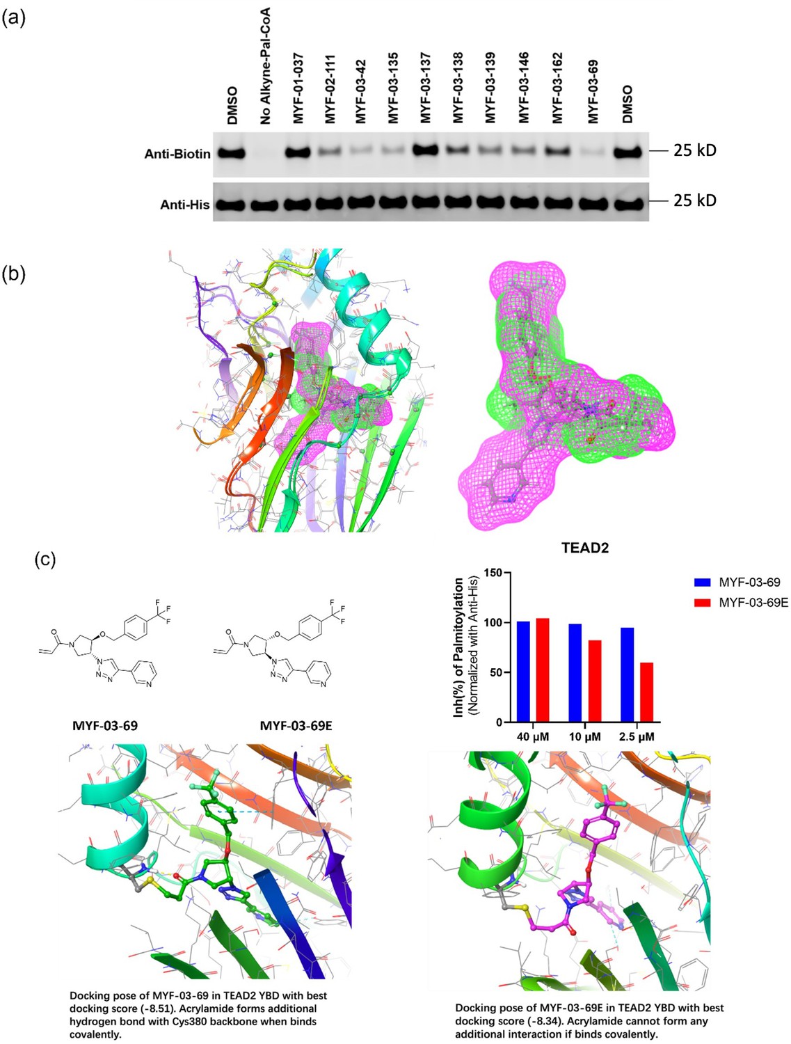 Figures And Data In Covalent Disruptor Of Yap Tead Association