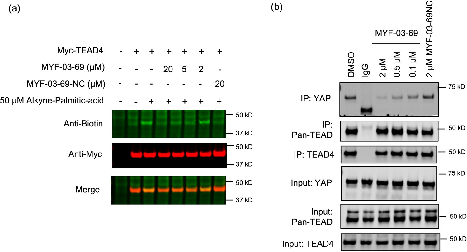 Figures And Data In Covalent Disruptor Of YAP TEAD Association