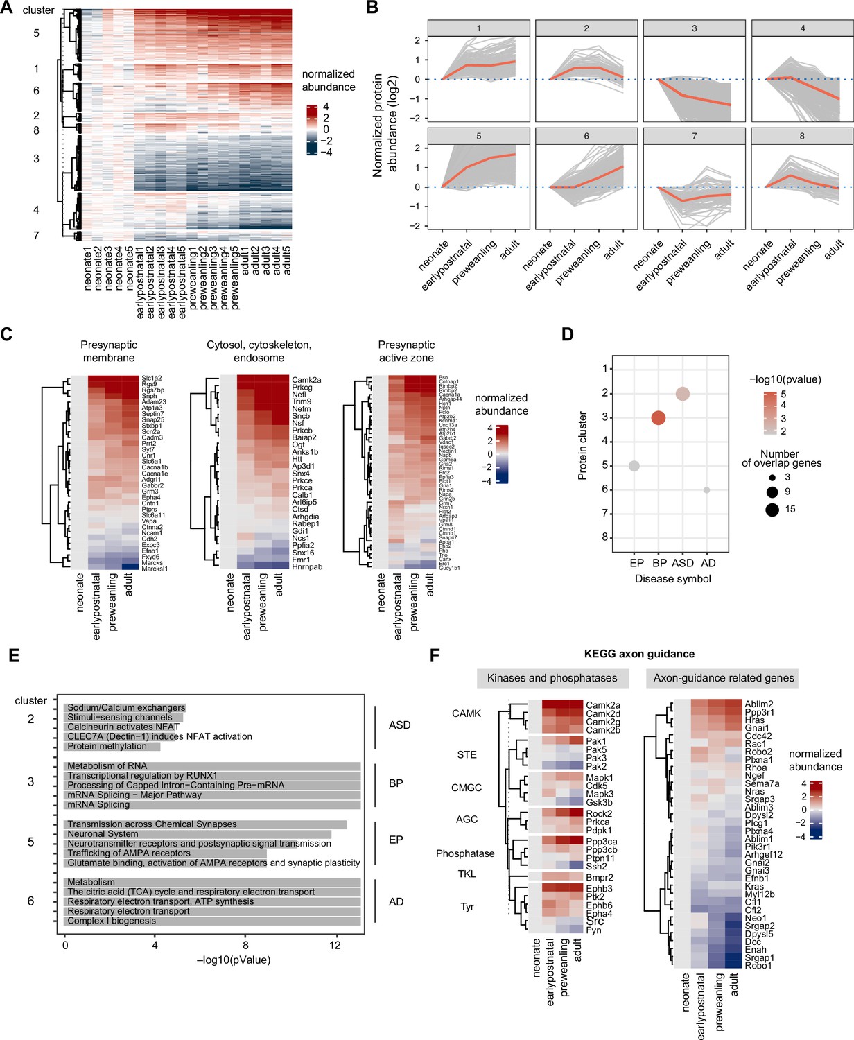 Synapse type-specific proteomic dissection identifies IgSF8 as a