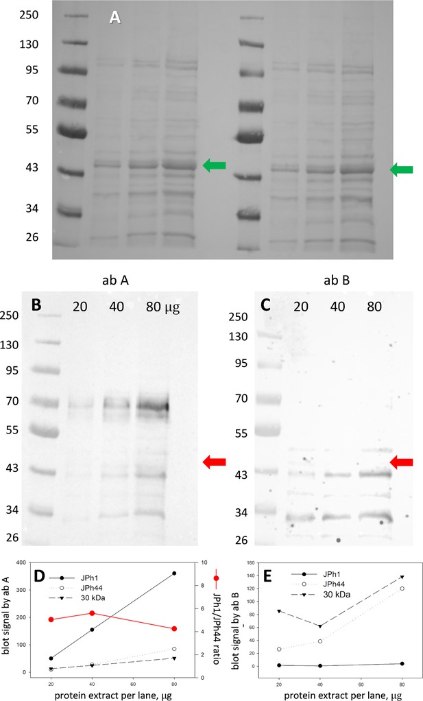 Figures and data in Muscle calcium stress cleaves junctophilin1 ...