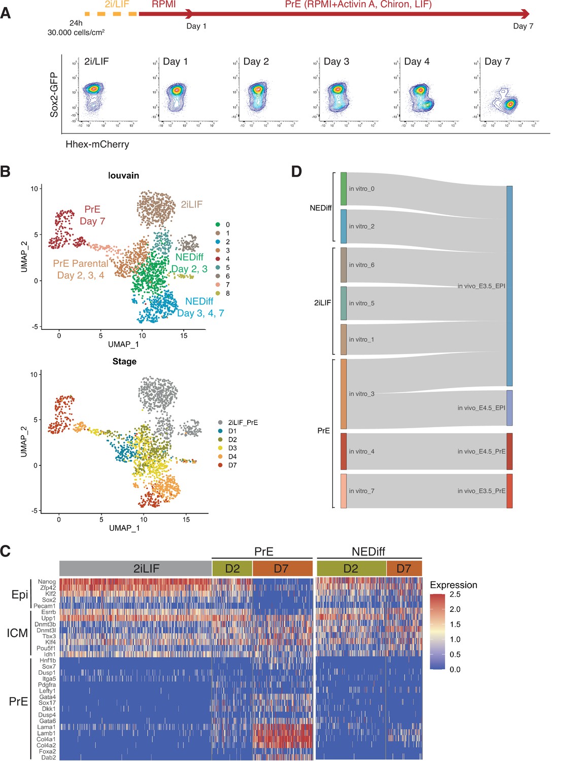 Transcriptional Heterogeneity And Cell Cycle Regulation As Central Determinants Of Primitive 8192