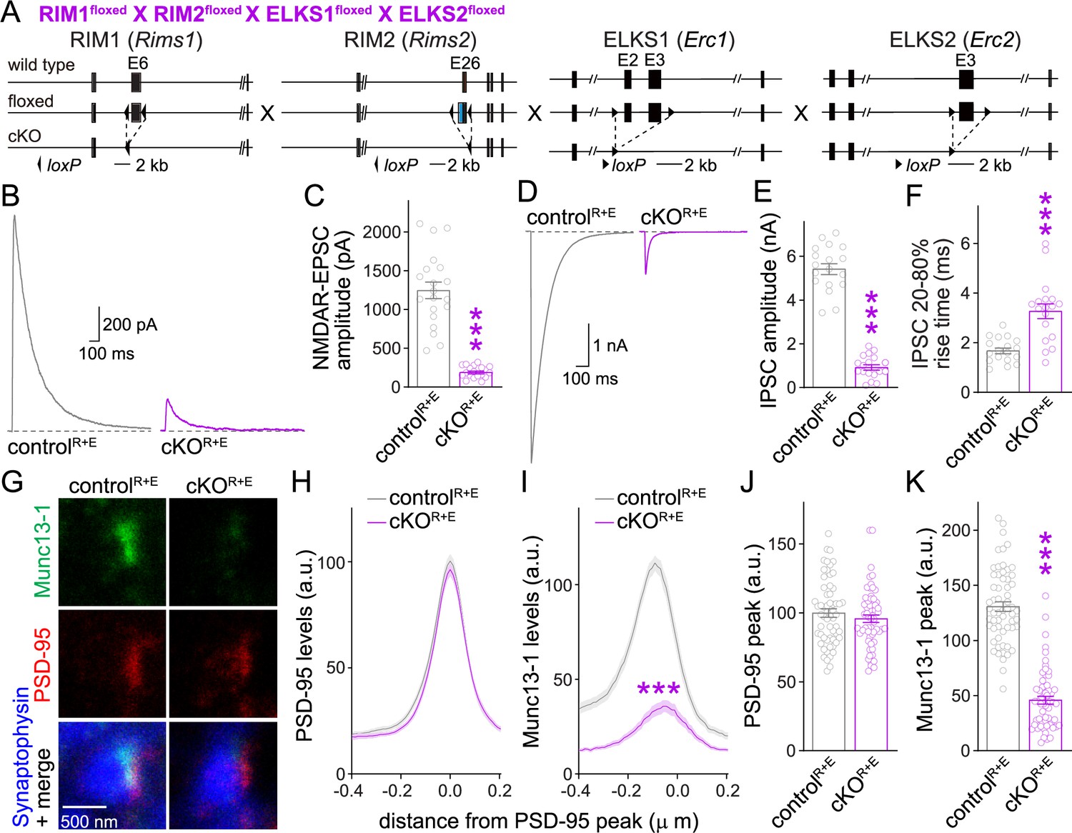 Munc13 supports fusogenicity of non-docked vesicles at synapses 