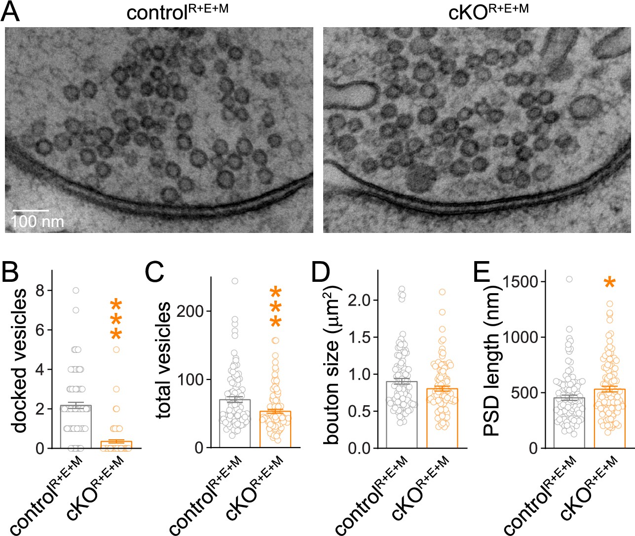 Munc13 supports fusogenicity of non-docked vesicles at synapses 