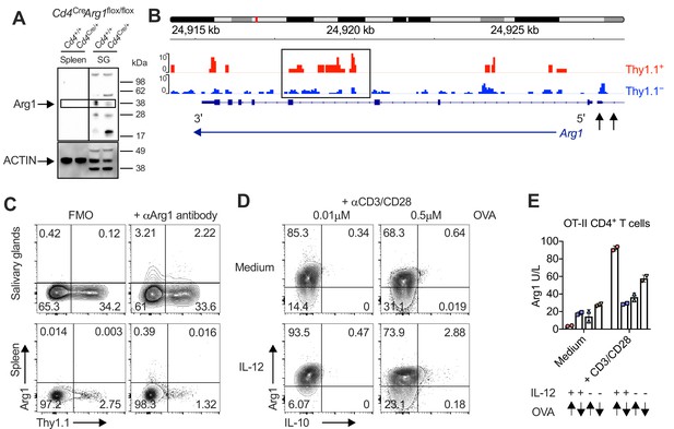 Inhibitory Il Producing Cd T Cells Are T Bet Dependent And