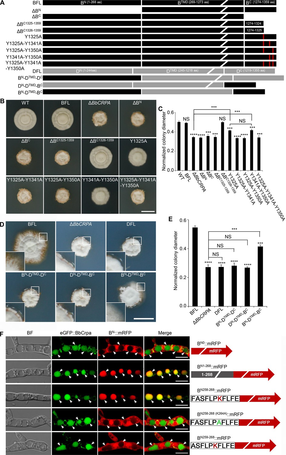 Cell detoxification of secondary metabolites by P4 ATPase mediated