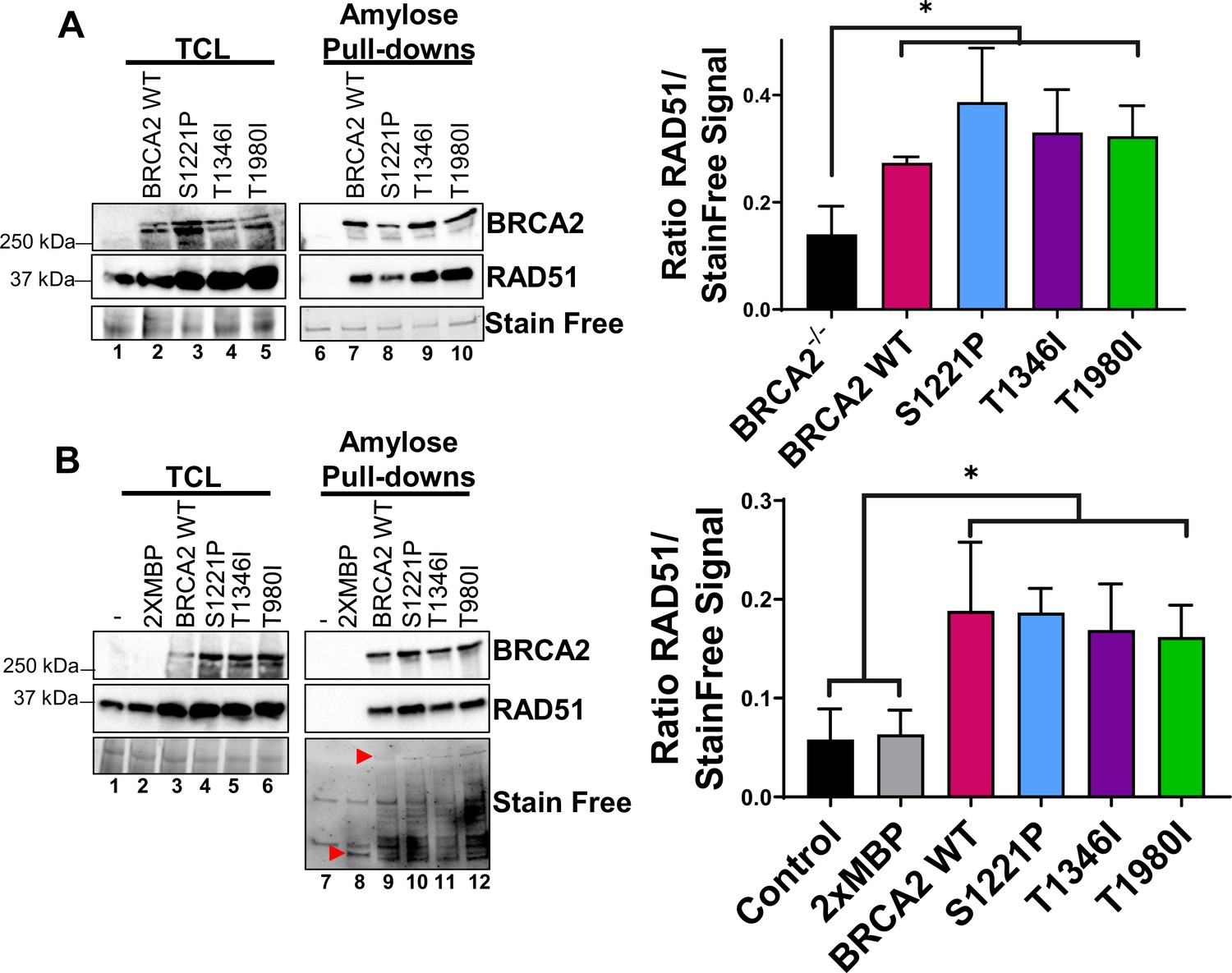 Figures And Data In BRCA2 BRC Missense Variants Disrupt RAD51-dependent ...