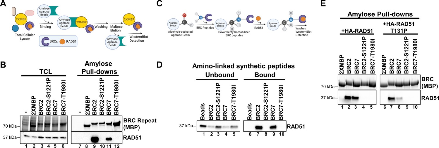 BRCA2 BRC Missense Variants Disrupt RAD51-dependent DNA Repair | ELife