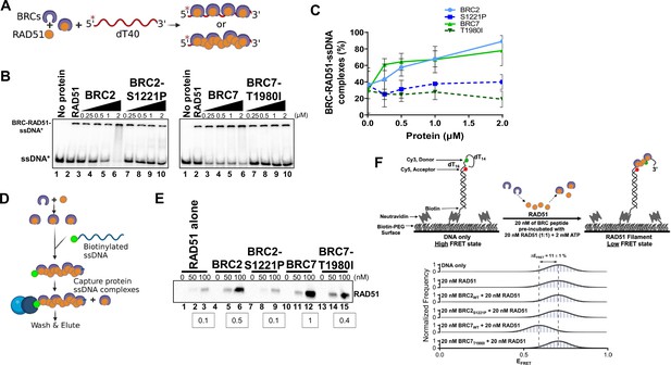 BRCA2 BRC missense variants disrupt RAD51-dependent DNA repair | eLife