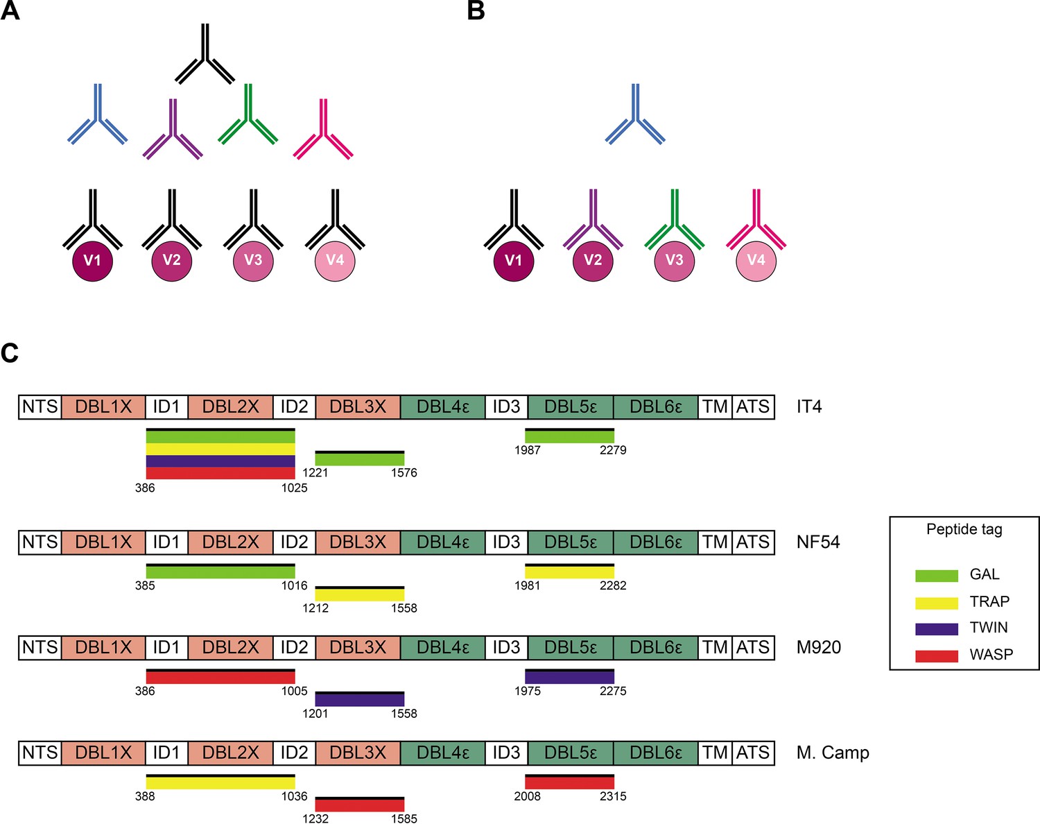 Figures And Data In Analysis Of Allelic Cross Reactivity Of Monoclonal Igg Antibodies By A 8304