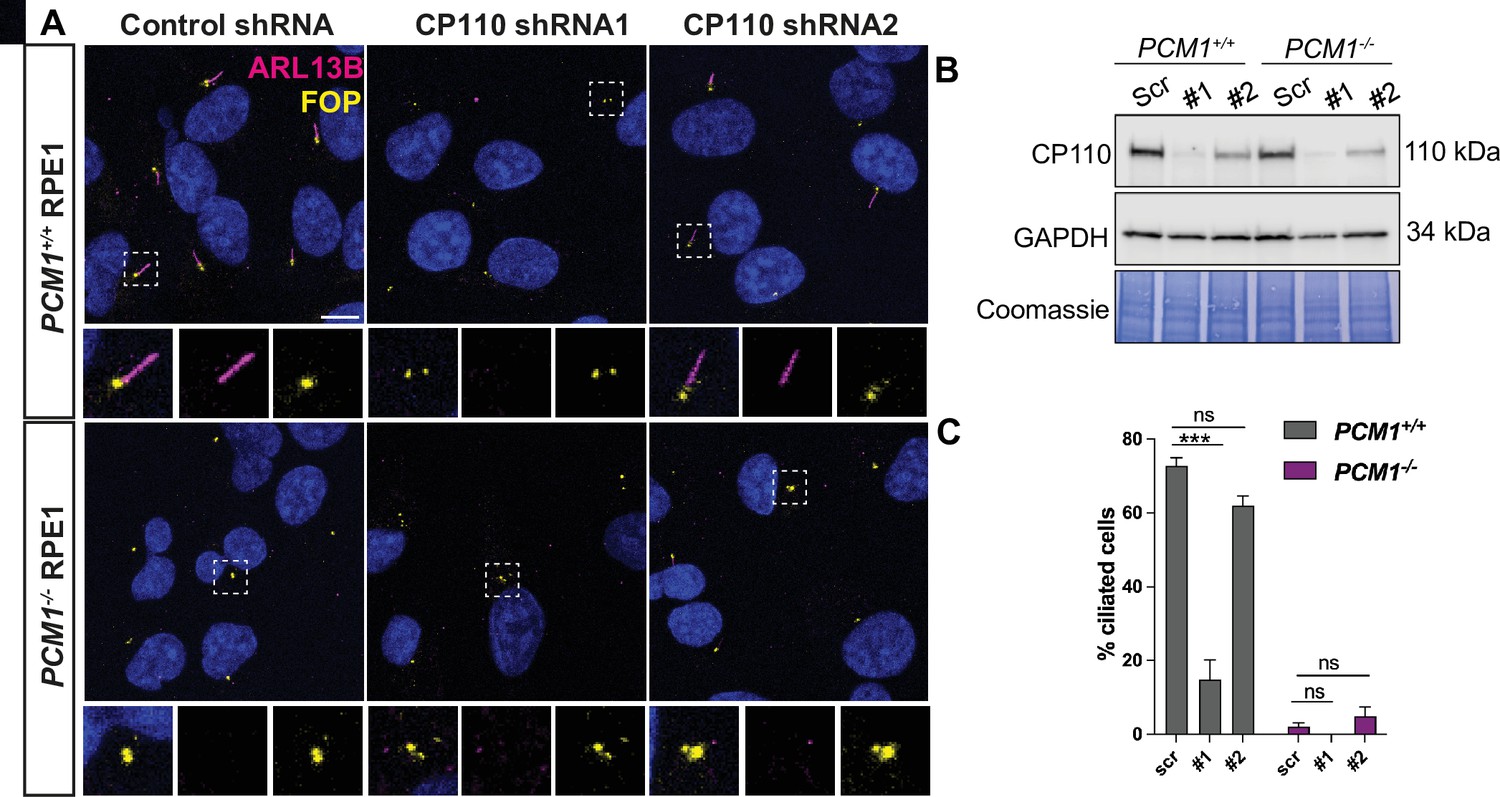 Figures And Data In Centriolar Satellites Expedite Mother Centriole