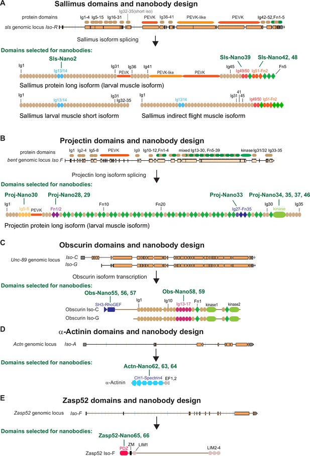 A Nanobody Toolbox To Investigate Localisation And Dynamics Of ...