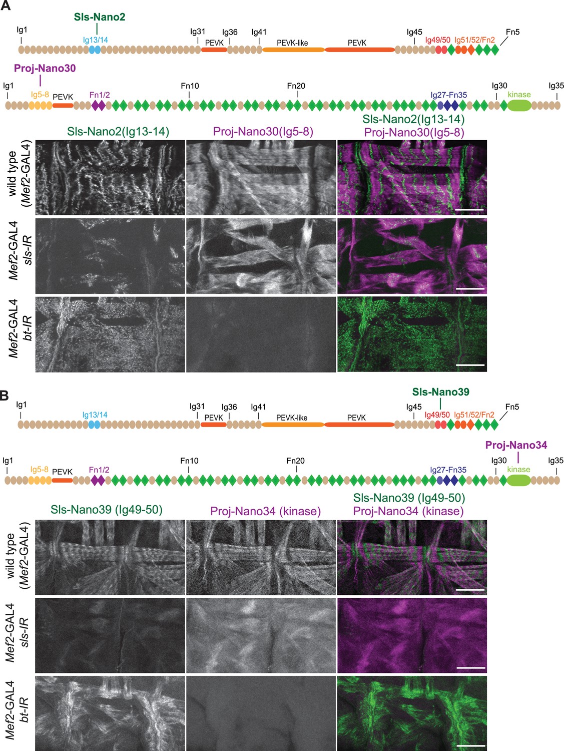 Figures And Data In A Nanobody Toolbox To Investigate Localisation And ...