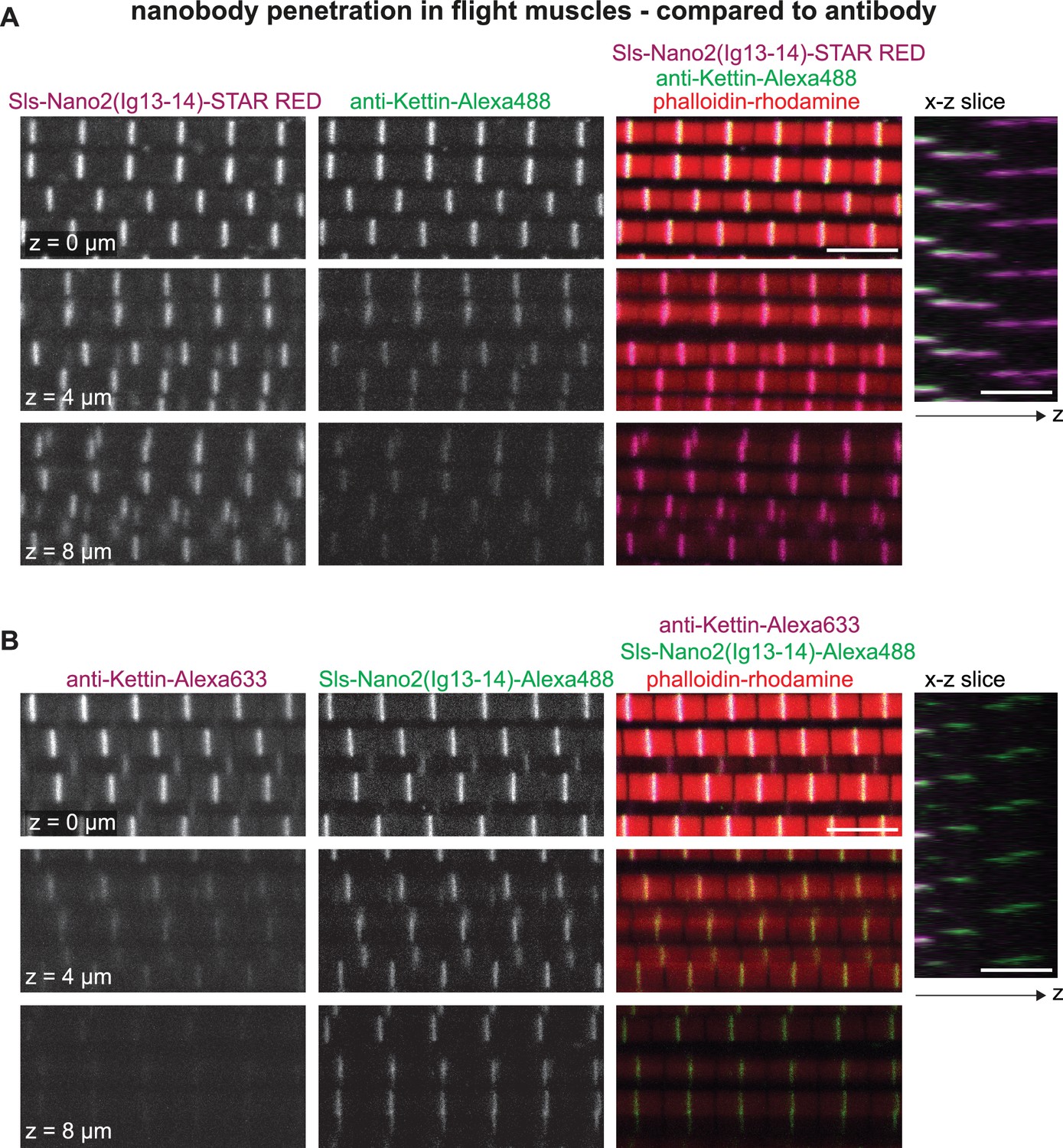 Figures And Data In A Nanobody Toolbox To Investigate Localisation And ...