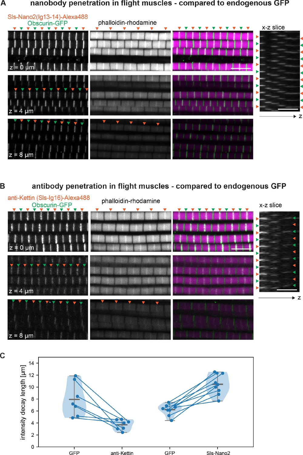 A Nanobody Toolbox To Investigate Localisation And Dynamics Of ...