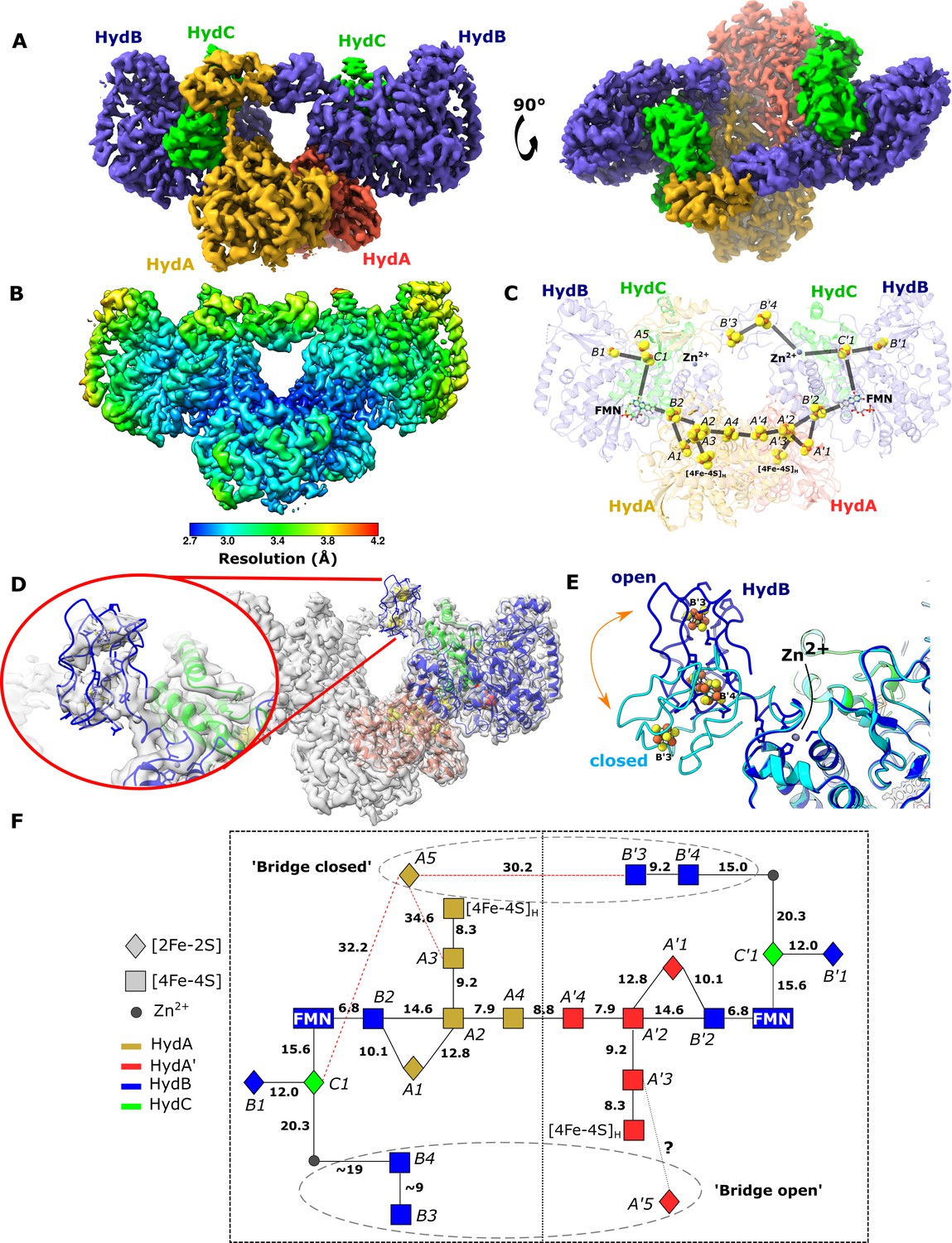 Structural insight on the mechanism of an electron-bifurcating [FeFe ...