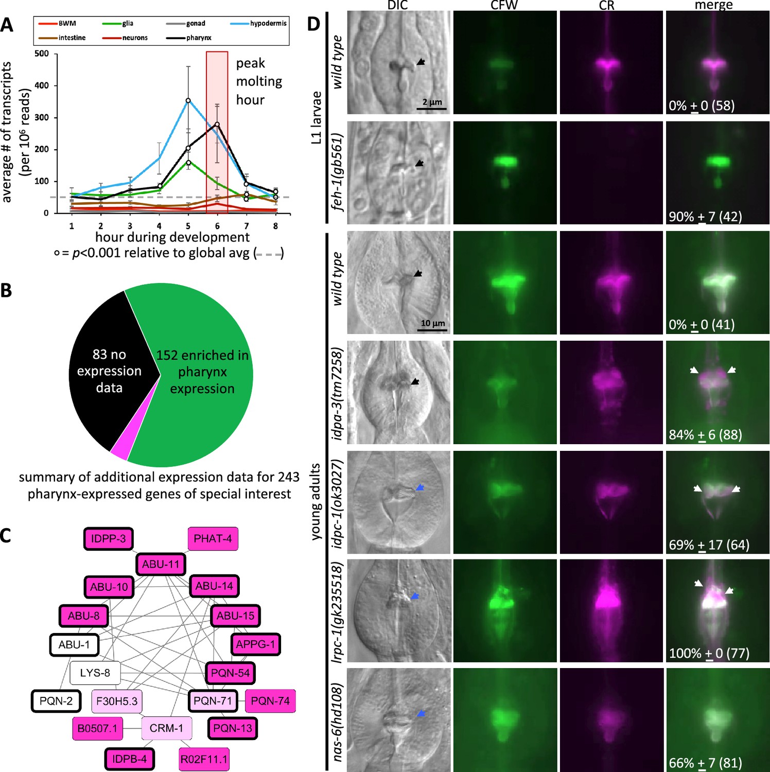 A spatiotemporal reconstruction of the C. elegans pharyngeal cuticle  reveals a structure rich in phase-separating proteins