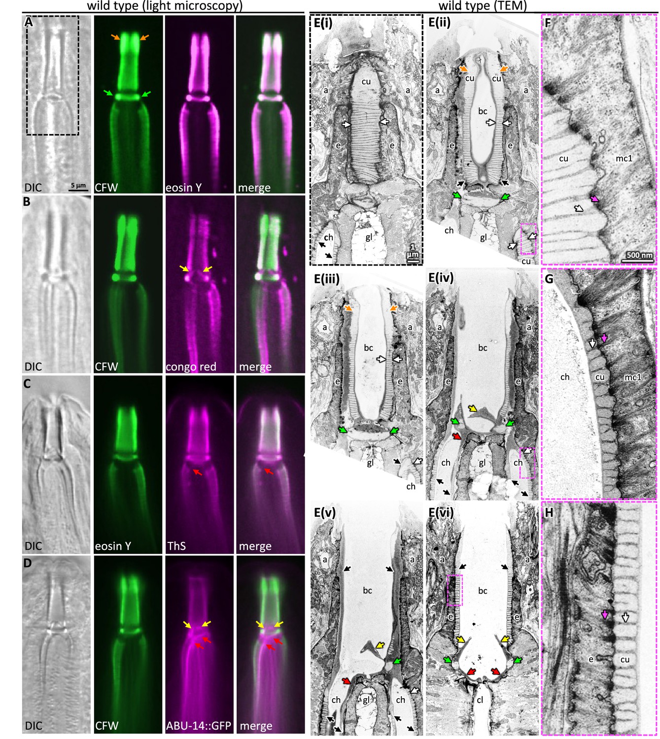 A spatiotemporal reconstruction of the C. elegans pharyngeal cuticle ...