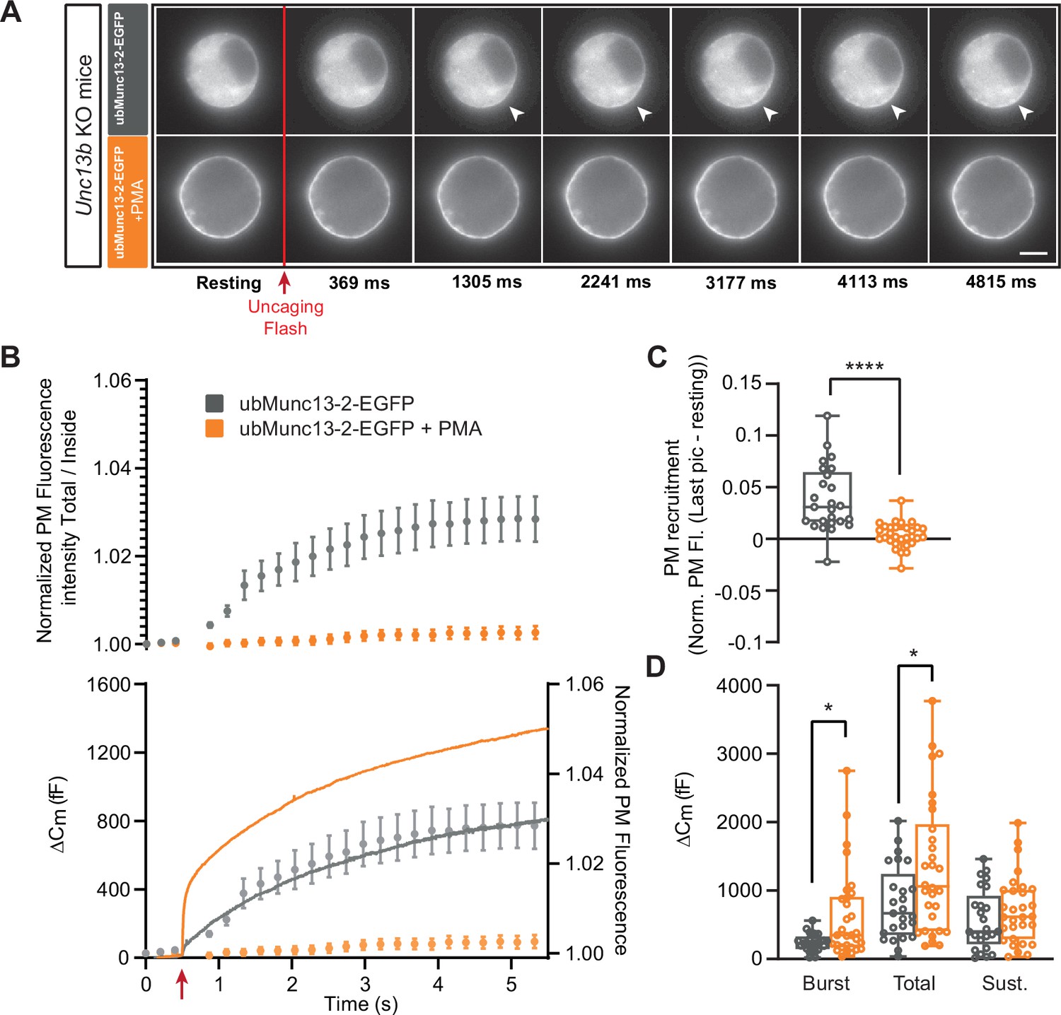 Phorbolester-activated Munc13-1 and ubMunc13-2 exert