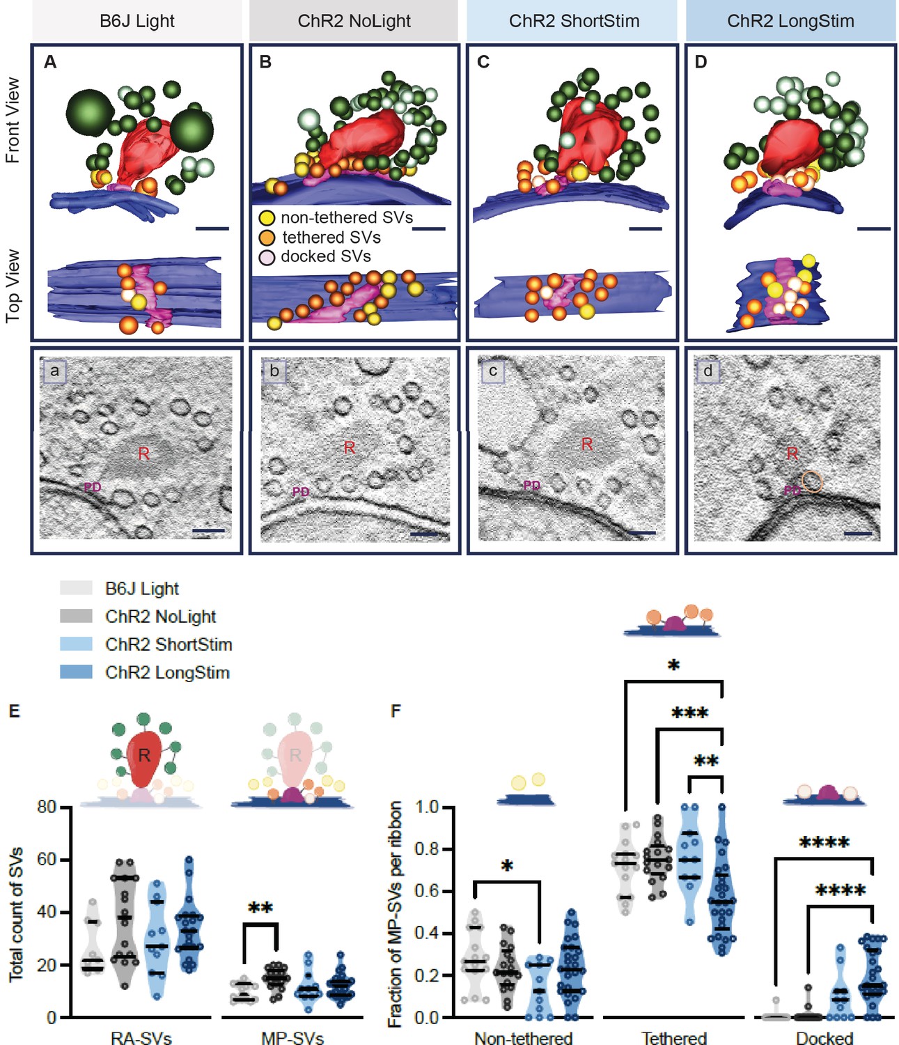 Optogenetics And Electron Tomography For Structure-function Analysis Of 