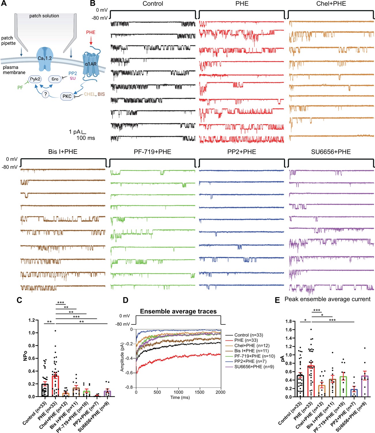 α1 Adrenergic receptorPKCPyk2Src signaling boosts L type Ca2