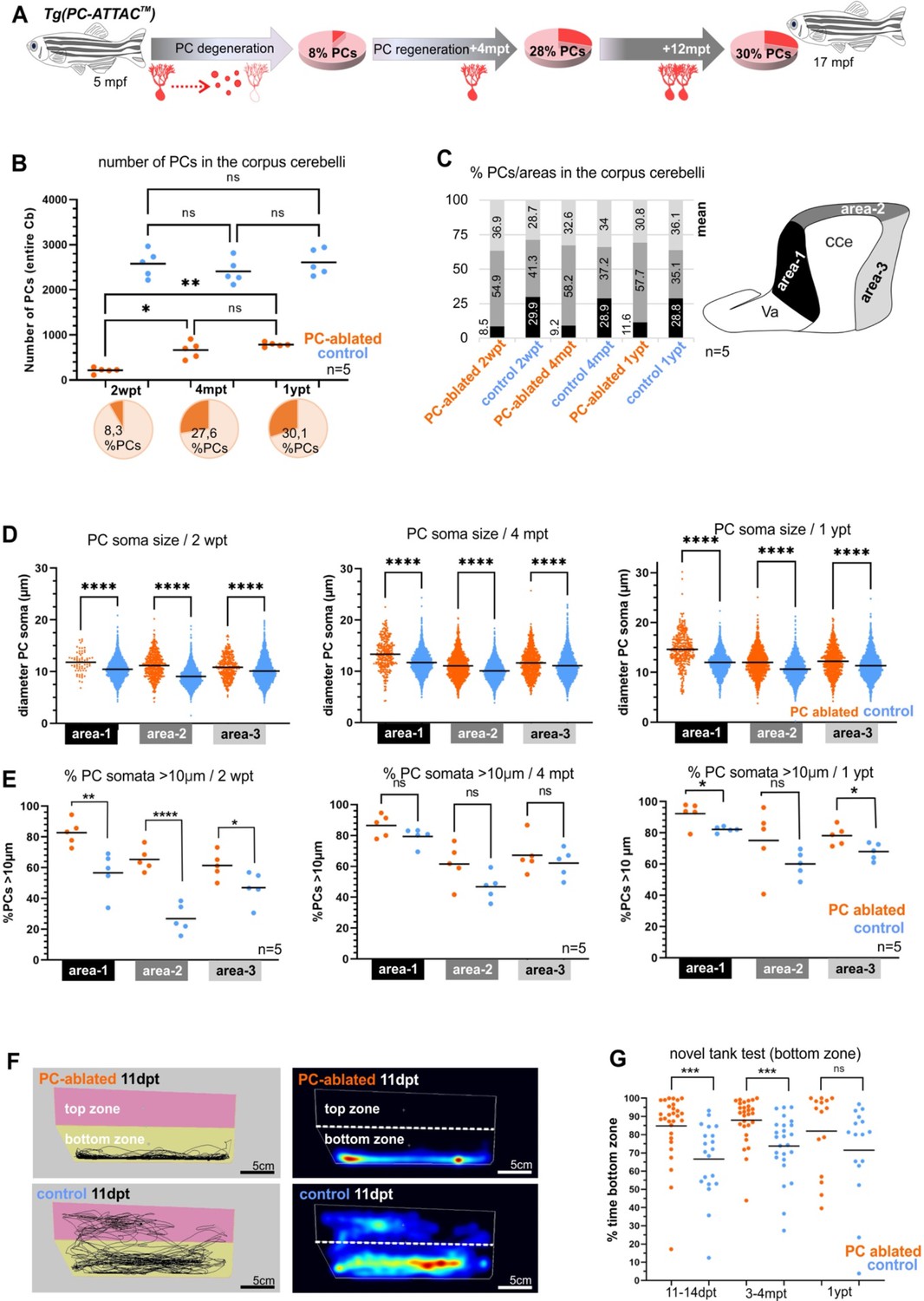 Lifelong Regeneration Of Cerebellar Purkinje Cells After Induced Cell