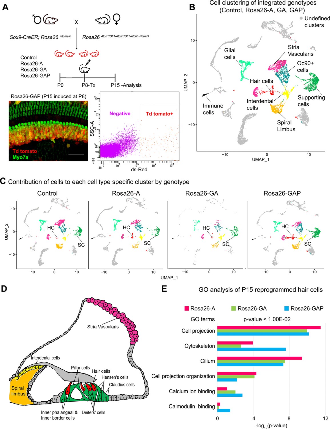 Cellular reprogramming with ATOH1, GFI1, and POU4F3 implicate