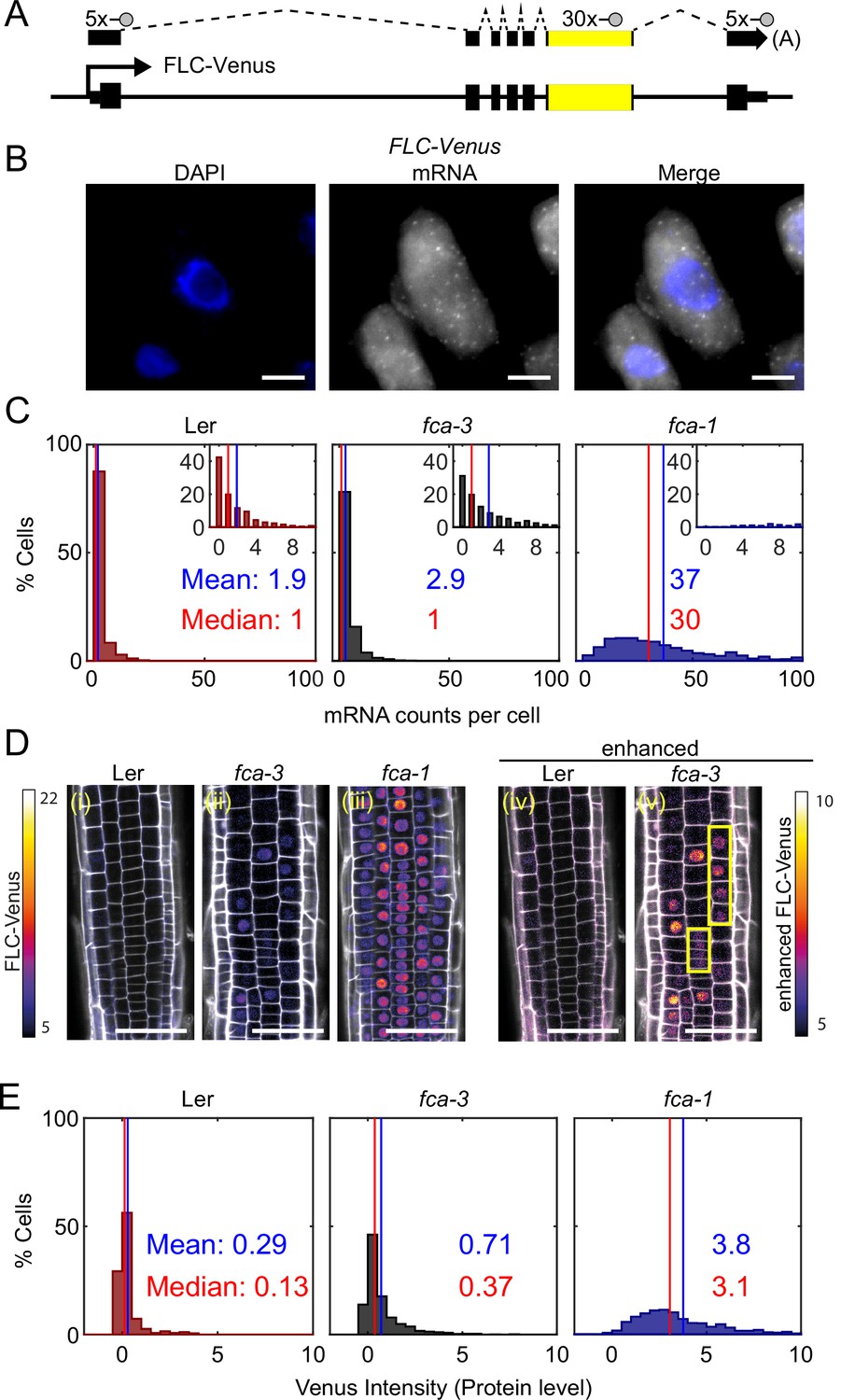 Integrating Analog And Digital Modes Of Gene Expression At Arabidopsis ...