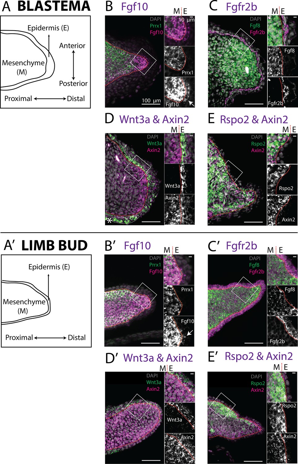 Canonical Wnt Signaling And The Regulation Of Divergent Mesenchymal