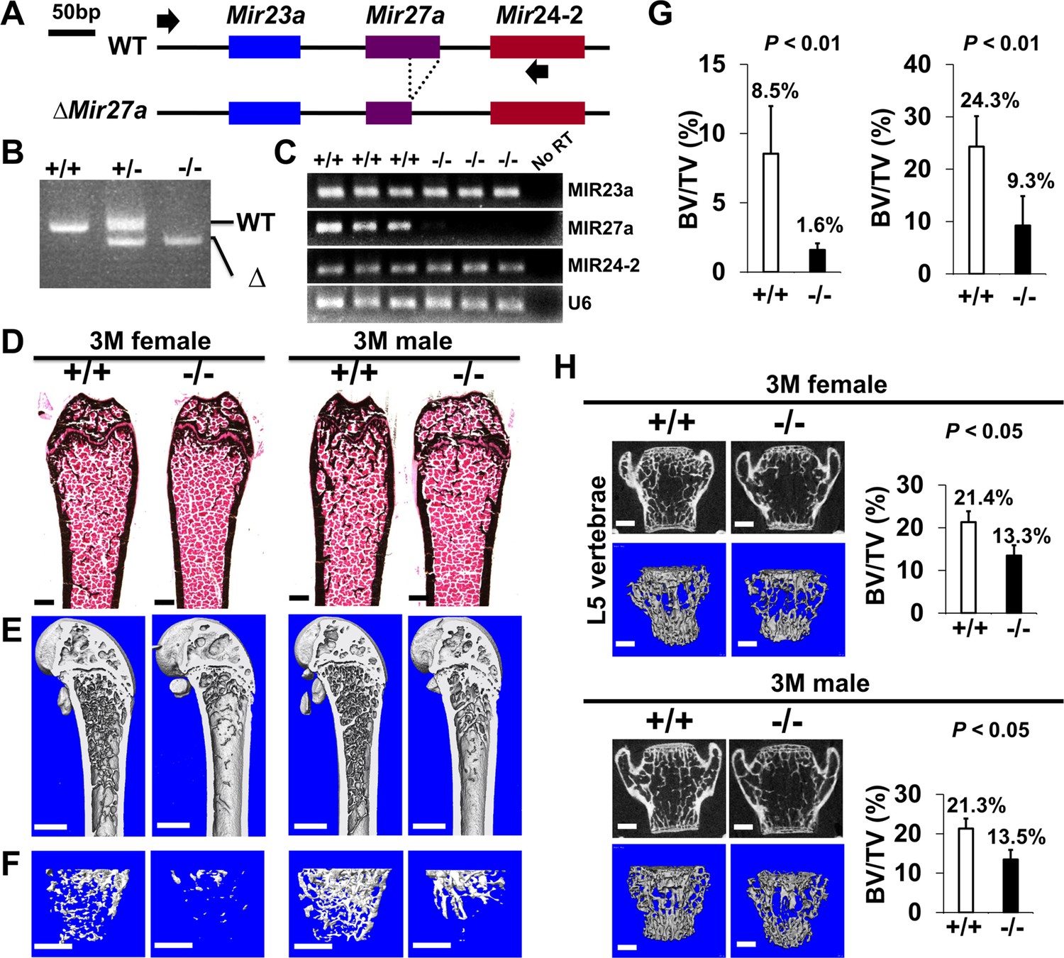 Figures and data in miRNA-27a is essential for bone remodeling by ...